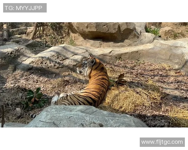 姚明与豹子的奇妙邂逅探讨运动员与野生动物的共生关系 姚明与豹子的奇妙邂逅探讨运动员与野生动物的共生关系